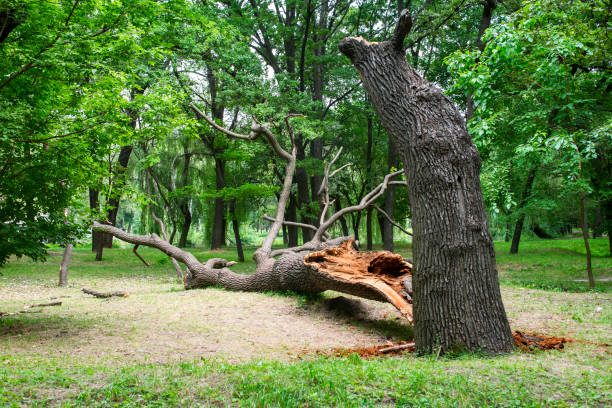 How Our Tree Care Process Works  in  Glencoe, FL