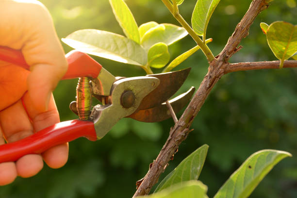 Lawn Watering Services in Glencoe, FL